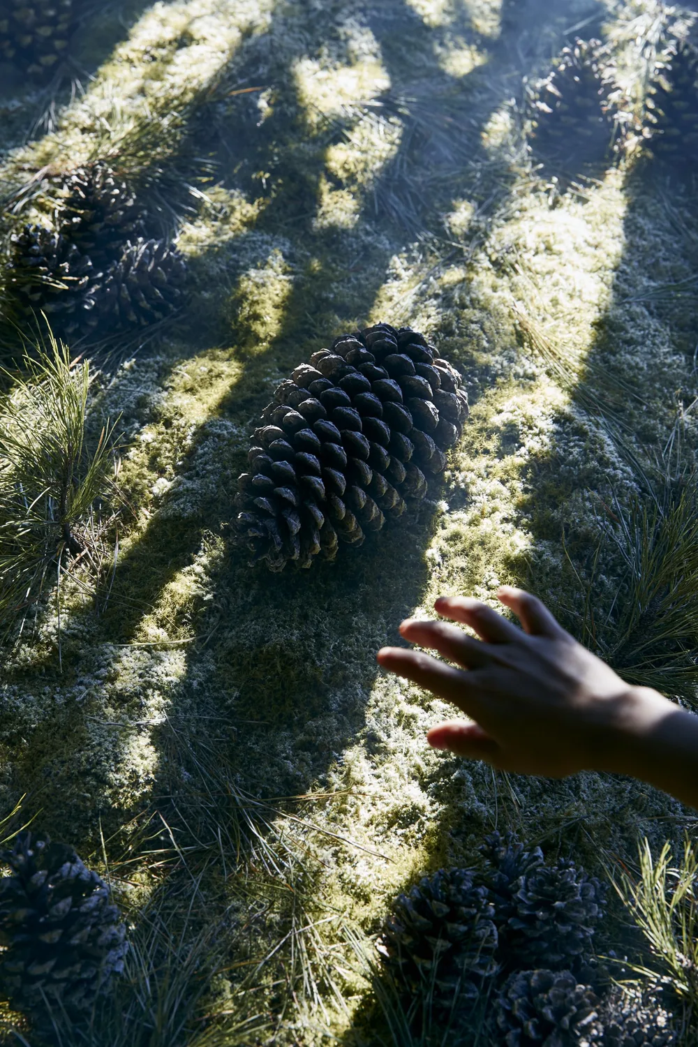 Pinecone — Counted Scales