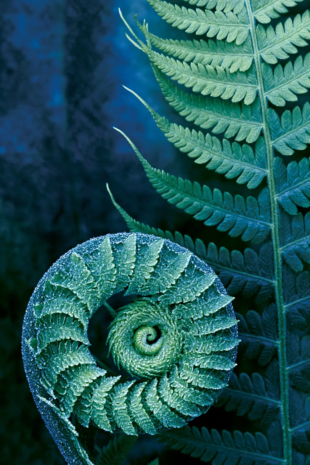 Fern — The Uncoiling