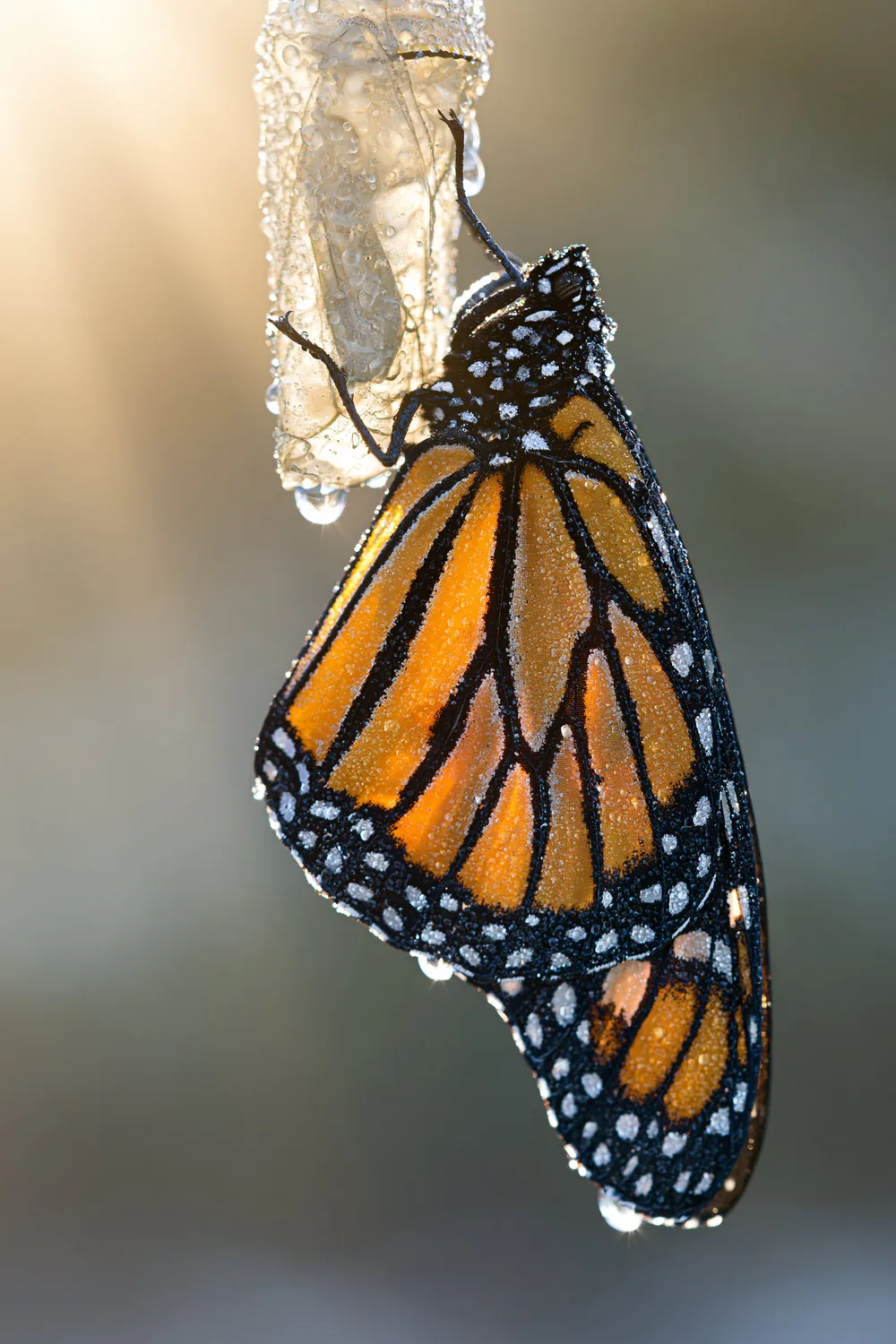 Butterfly — The Emergence