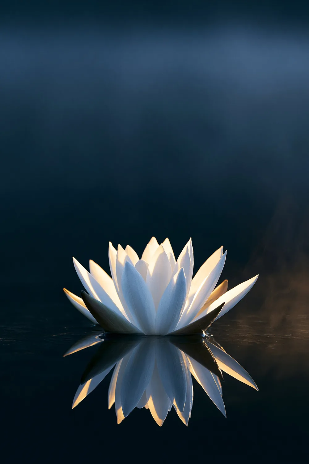 Lotus — Beauty from Mud
