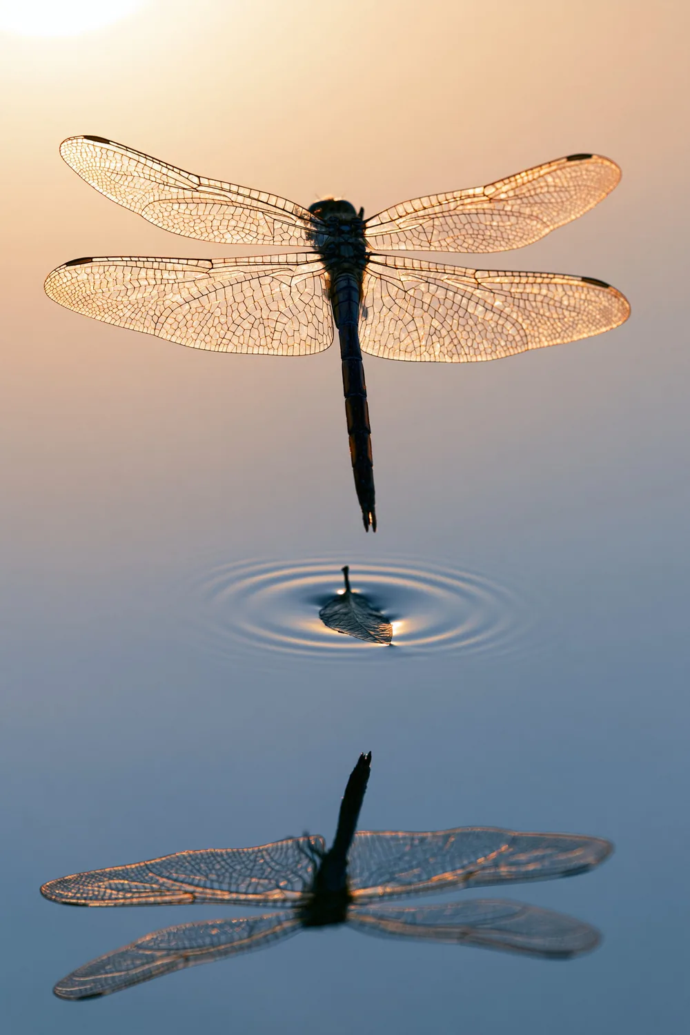 Dragonfly — Four Wings, Perfect Hover