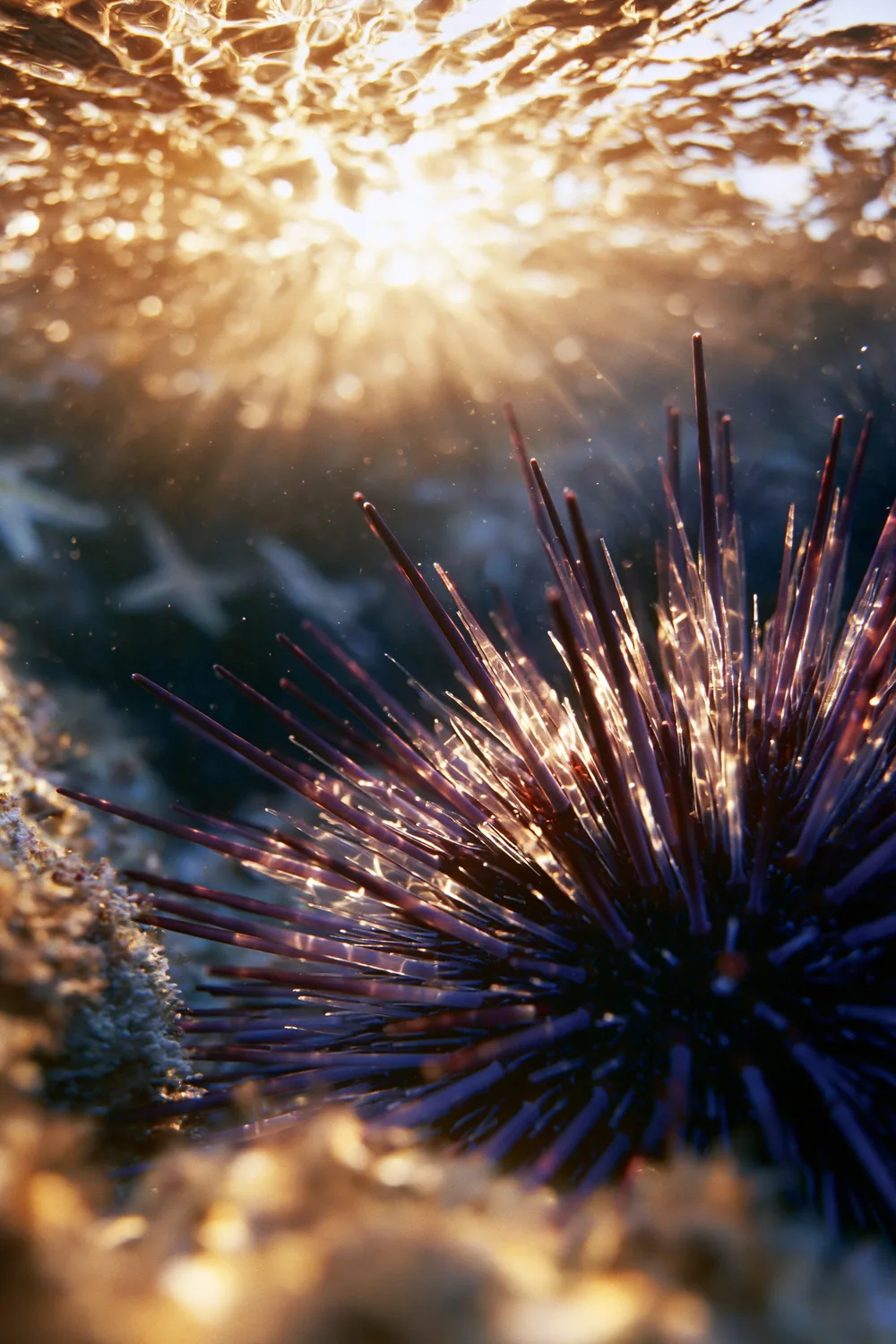 Sea Urchin — Alien Geometry