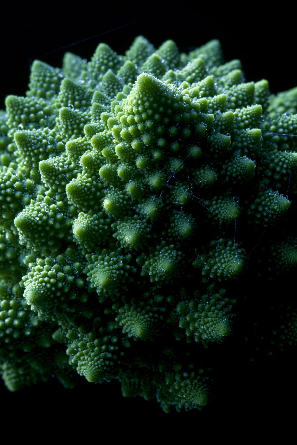Romanesco — The Vegetable That Teaches Fractals