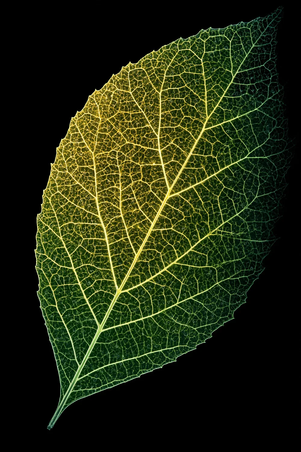 Leaf — The Map Inside