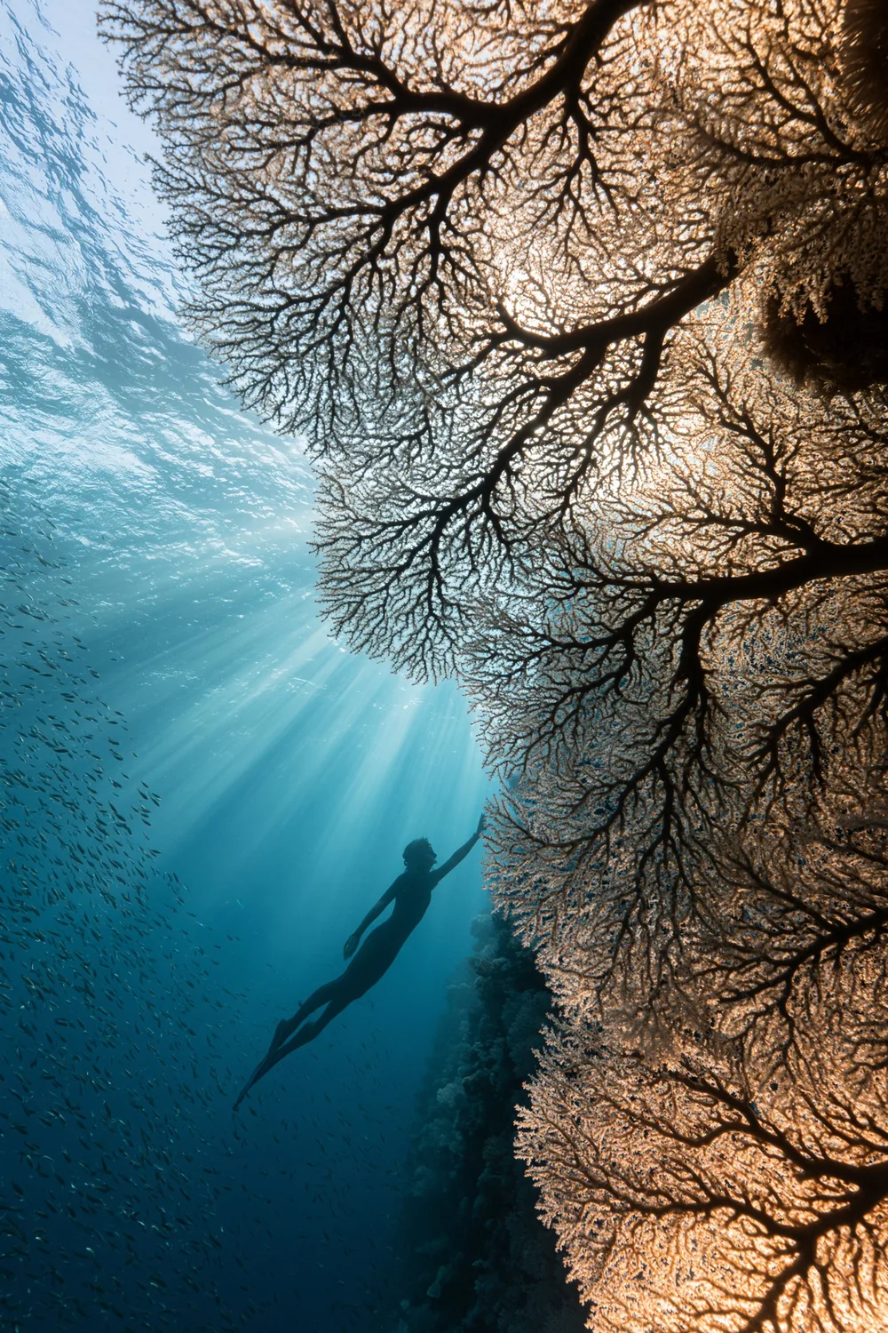 Coral — The Collective Cathedral