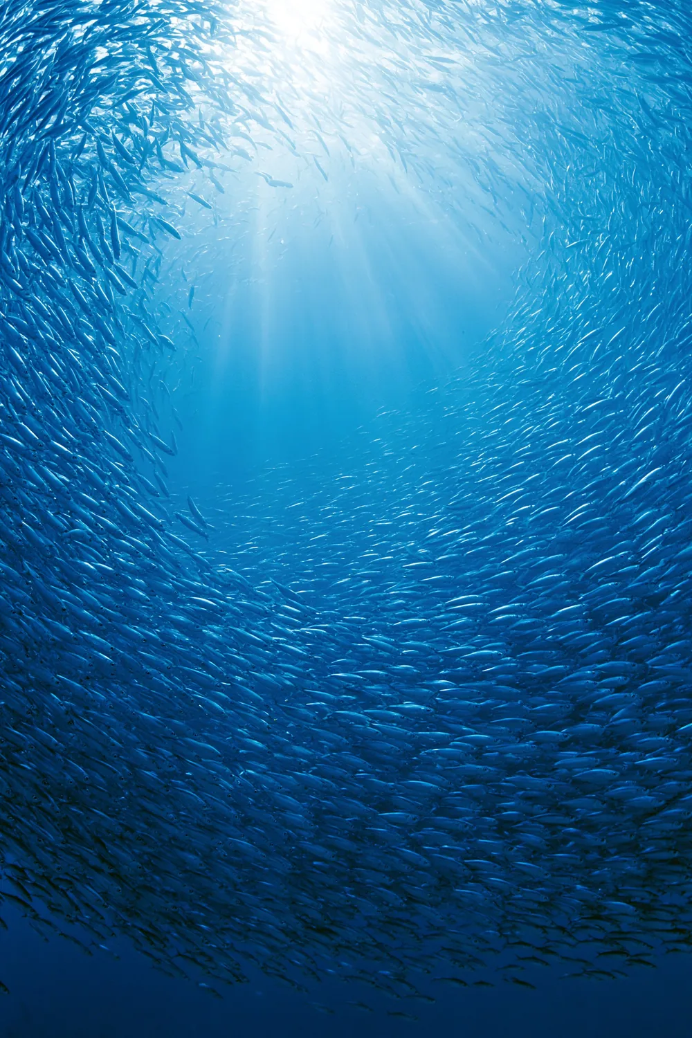 Fish Schooling — Moving as One