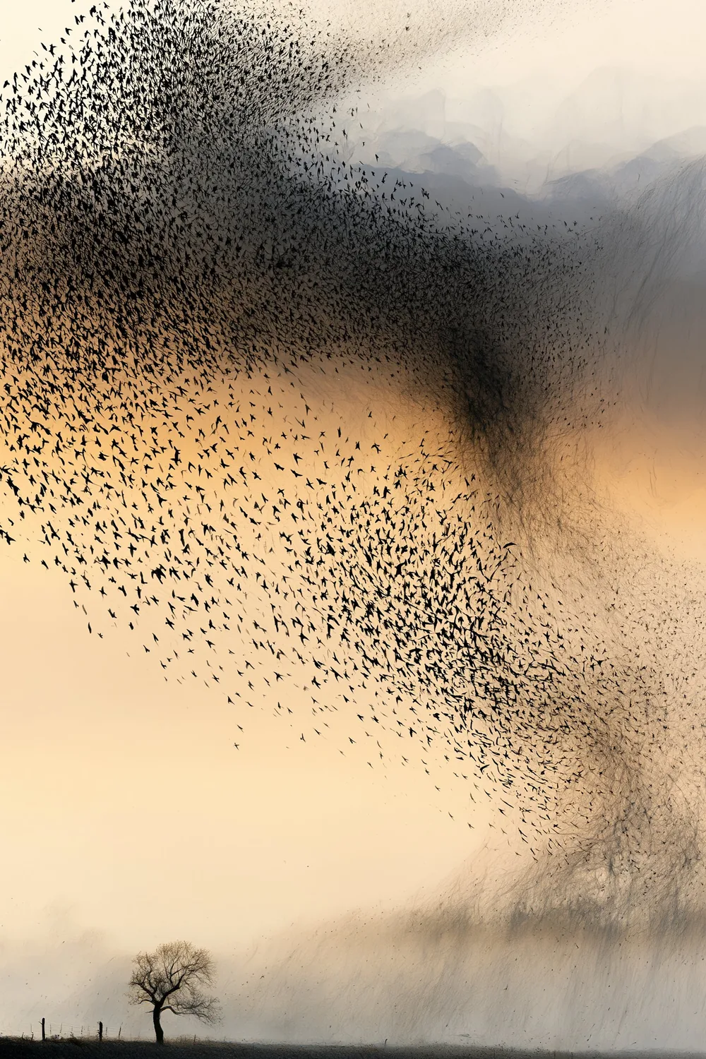 Bird Flight (V) — Shared Leadership