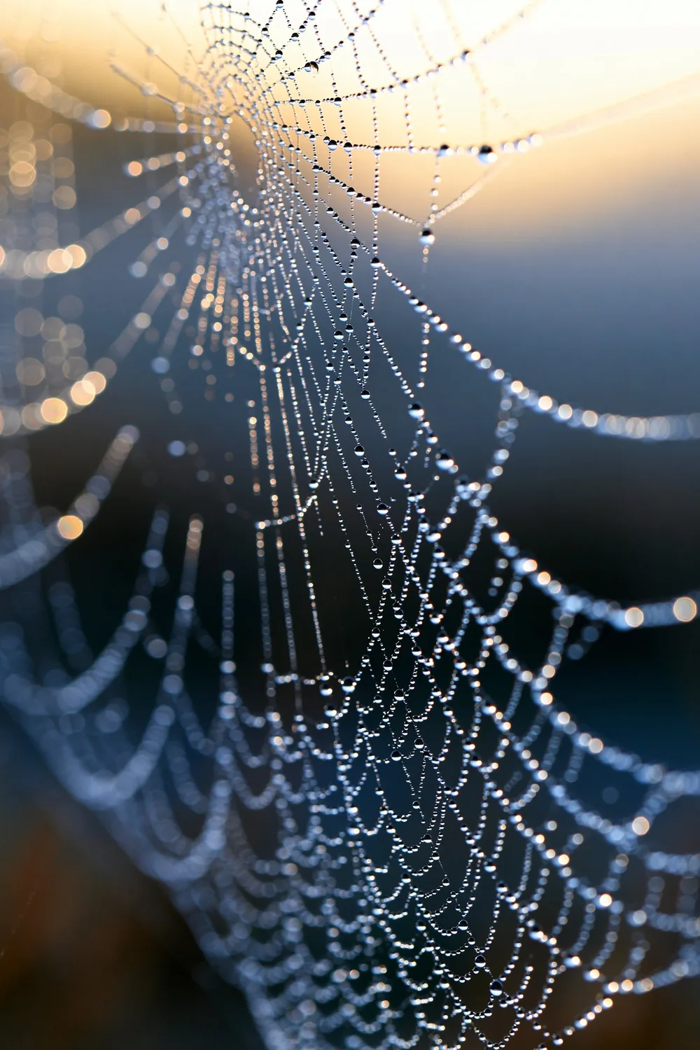 Spider Web — Two Geometries, One Trap
