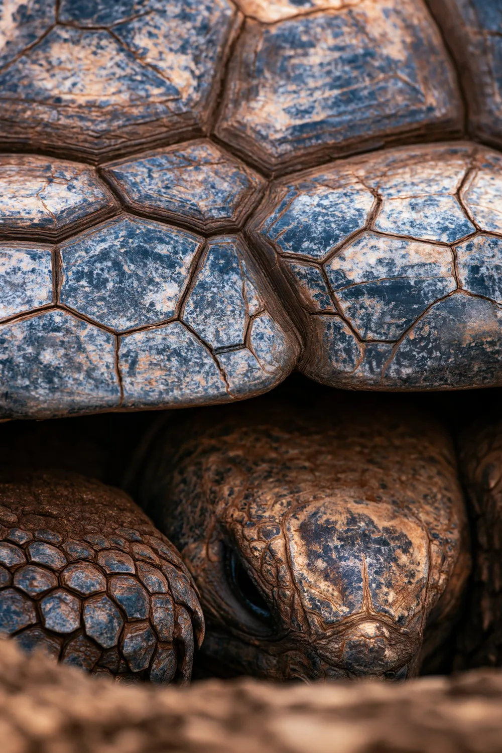 Tortoise Shell — Armour That Grows